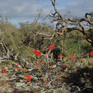 Verticordia grandis